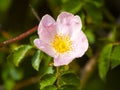 Rosa canina - Wild rose on blooming in springtime Royalty Free Stock Photo