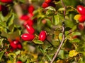 Rosa canina - Wild rose fruit on autumn