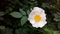 Rosa caninae Royalty Free Stock Photo