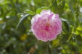 Rosa centifolia, also called cabbage rose, Provence rose or medicinal rose Royalty Free Stock Photo