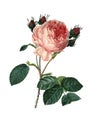 Rosa centifolia | Antique Flower Illustrations