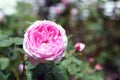 Rosa centifolia flower Royalty Free Stock Photo