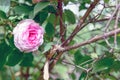 Rosa centifolia flower Royalty Free Stock Photo