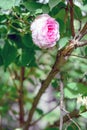 Rosa centifolia flower Royalty Free Stock Photo