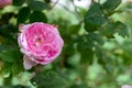 Rosa centifolia flower Royalty Free Stock Photo