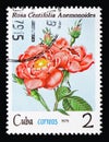 Rosa centifolia, Flowers - Roses serie, circa 1979