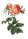 Hundred leaved rose