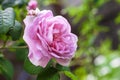 Rosa Centifolia Rose des Peintres flower closeup Royalty Free Stock Photo