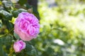 Rosa Centifolia (Rose des Peintres) flower