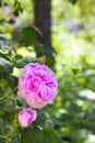 Rosa Centifolia (Rose des Peintres) flower