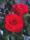 Rosa Centifolia & x28;Red Flower& x29;