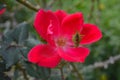 Rosa chinensis Jacq in the Wizard of Oz Garden Royalty Free Stock Photo