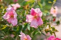 Rosa Chinensis Mutabilis Native From South West China In Summer Royalty Free Stock Photo