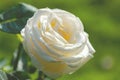 Rosa Chopin Frederyk Chopin - light cream to pale yellow hybrid tea rose cultivar by Zyla