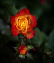 Rosa is considered the queen of the garden, and she certainly deserves this title. Royalty Free Stock Photo