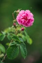 Rosa damascena in Green Garden