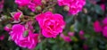 Rosa damascena, known as the Damask rose - pink, oil-bearing, flowering, deciduous shrub plant. Balley of Roses. Close up view. Royalty Free Stock Photo