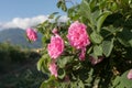 Rosa damascena, known as the Damask rose - pink, oil-bearing, flowering, deciduous shrub plant. Bulgaria