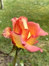 Close-up of a two-colored rose with raindrops Royalty Free Stock Photo