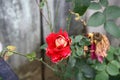 Rosa \'Double Delight\' a hybrid rose variety in a park : (pix Sanjiv Shukla)
