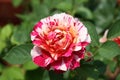 Rosa \'Double Delight\' a hybrid rose variety in a park : (pix Sanjiv Shukla)