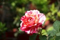 Rosa \'Double Delight\' a hybrid rose variety in a park : (pix Sanjiv Shukla)