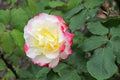 Rosa double delight hybrid tea rose