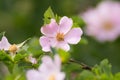 Rosa dumalis Bechst Glaucous dog rose Royalty Free Stock Photo