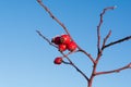 Rosa dumalis Bechst rose bush berry with blue sky in background. Royalty Free Stock Photo