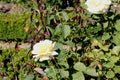 Rosa `Elina` also marketed as `DICjana` and `Peaudouce`