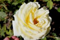 Rosa `Elina` also marketed as `DICjana` and `Peaudouce`