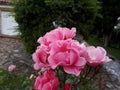 Rosa rosa en un parque / Pink rose in a park Royalty Free Stock Photo