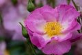 Rosa escapade Royalty Free Stock Photo