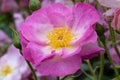Rosa escapade Royalty Free Stock Photo