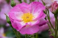 Rosa escapade Royalty Free Stock Photo
