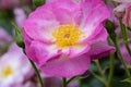 Rosa escapade Royalty Free Stock Photo