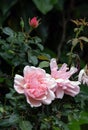 Rosa Felicia Albertine. Two blossoming buds Roses Morgengruss surrounded by green foliage of a bush, in the garden Royalty Free Stock Photo