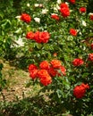 Rosa floribunda Bonica