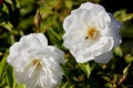 Rosa floribunda `Iceberg`