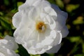 Rosa floribunda `Iceberg`