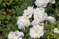 Rosa floribunda 'Iceberg'