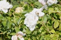 Rosa floribunda 'Iceberg'