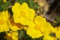 Rosa foetida , Persian yellow rose Royalty Free Stock Photo