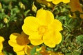 Rosa foetida , Persian yellow rose Royalty Free Stock Photo