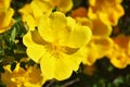 Rosa foetida , Persian yellow rose Royalty Free Stock Photo