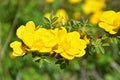 Rosa foetida , Persian yellow rose Royalty Free Stock Photo