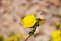 Rosa foetida , Persian yellow rose Royalty Free Stock Photo