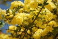 Rosa foetida. Persian yellow rose Royalty Free Stock Photo
