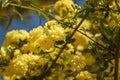 Rosa foetida. Persian yellow rose Royalty Free Stock Photo