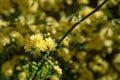 Rosa foetida. Persian yellow rose Royalty Free Stock Photo